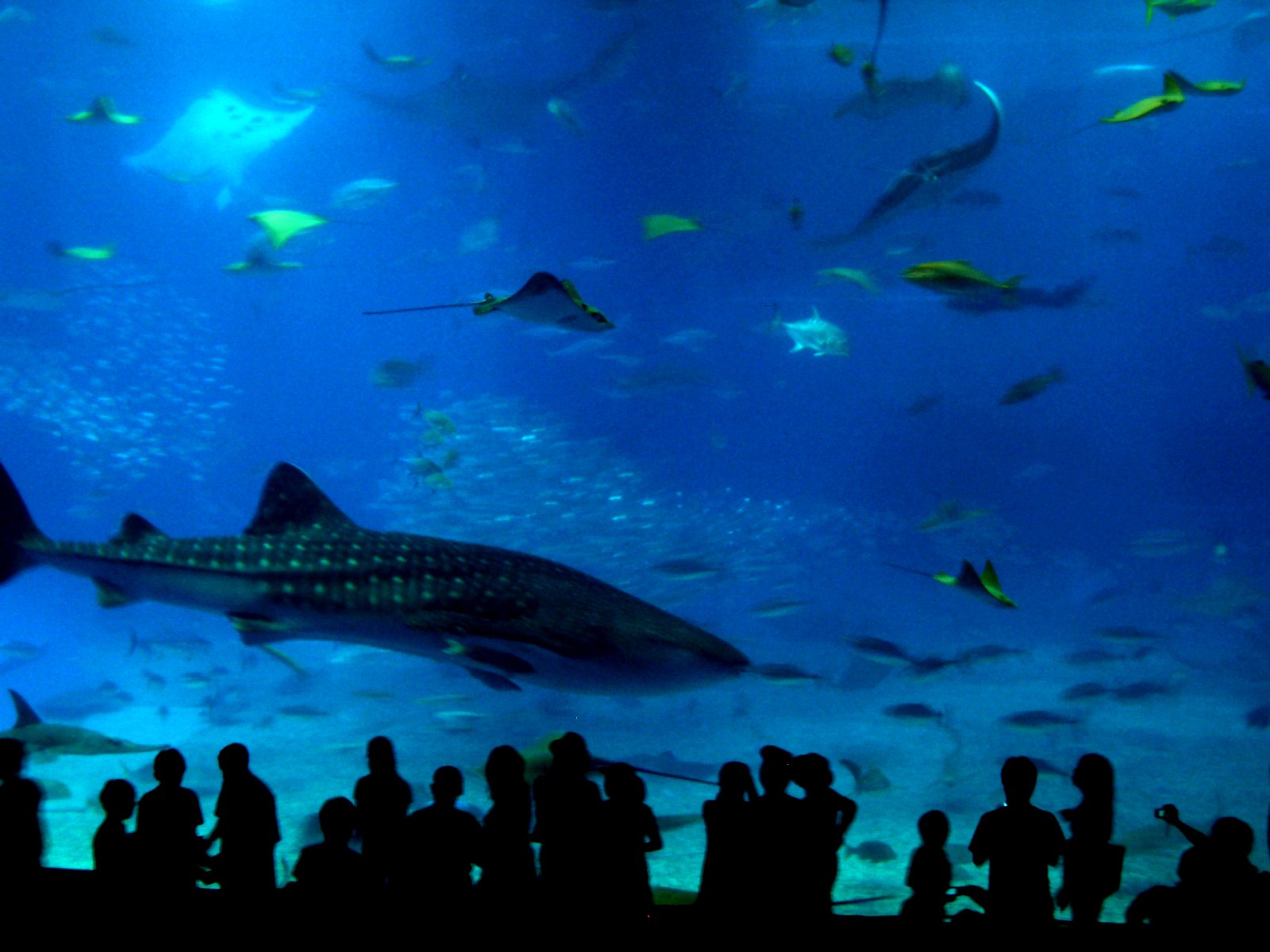 a giant aquarium with lots of small fish swimming by