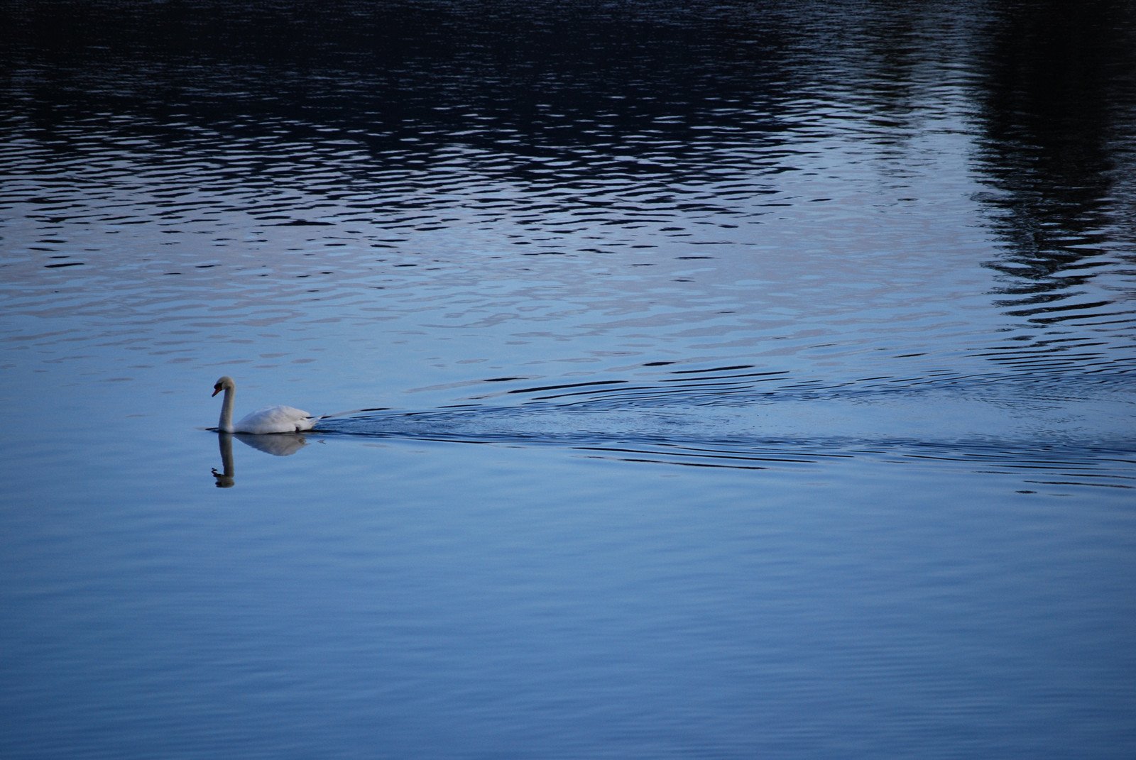 a lone white swan swims through the blue water