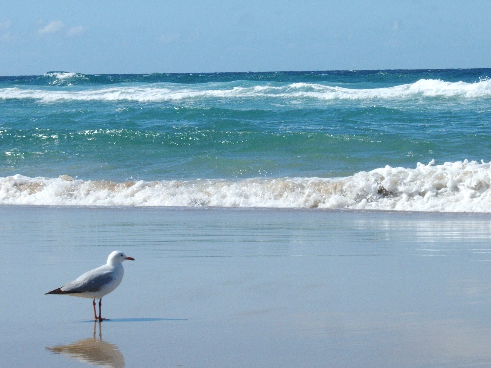 a seagull stands in the sand as waves crash on the beach
