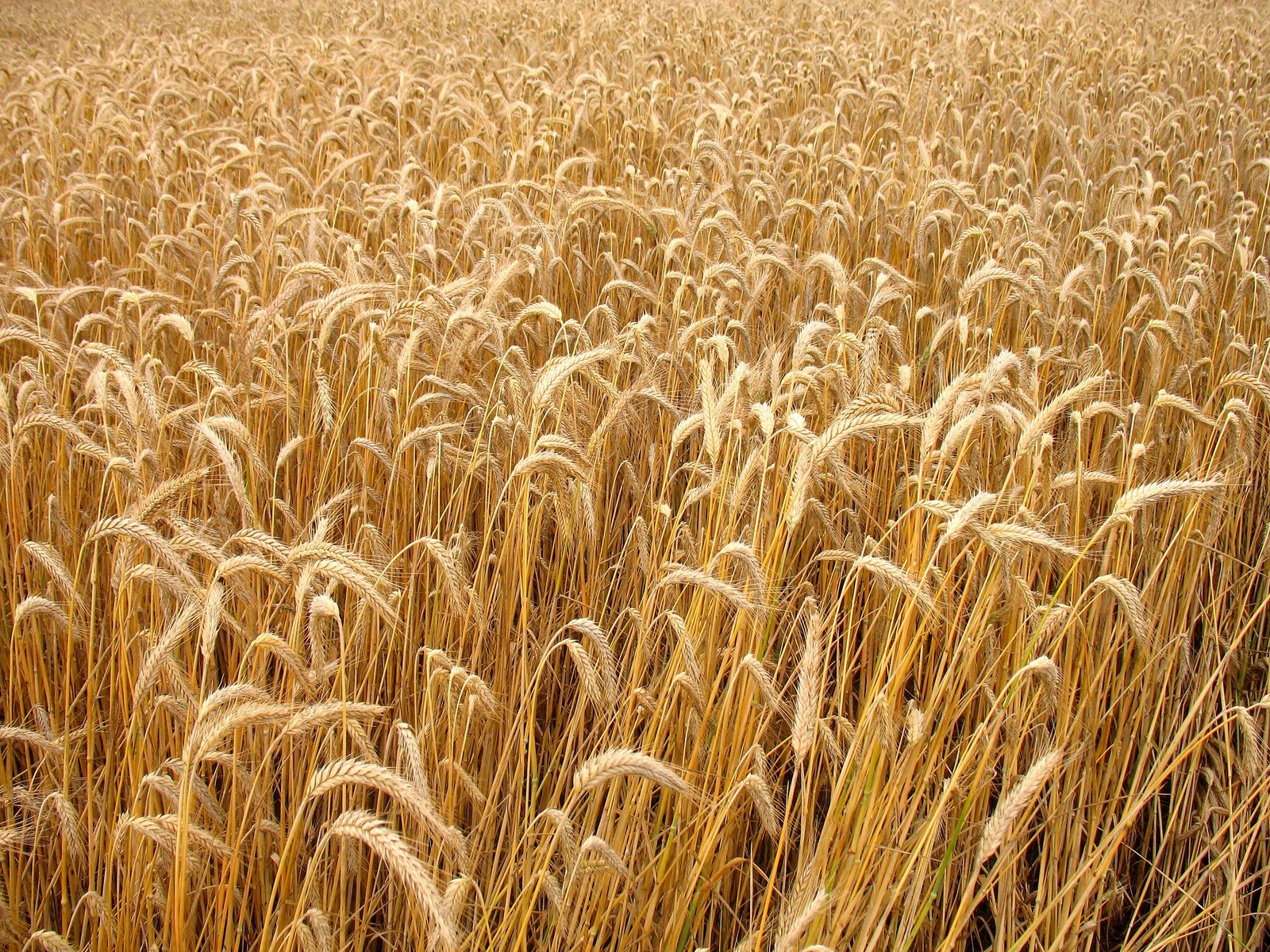 a field full of tall, ripe wheat stalks