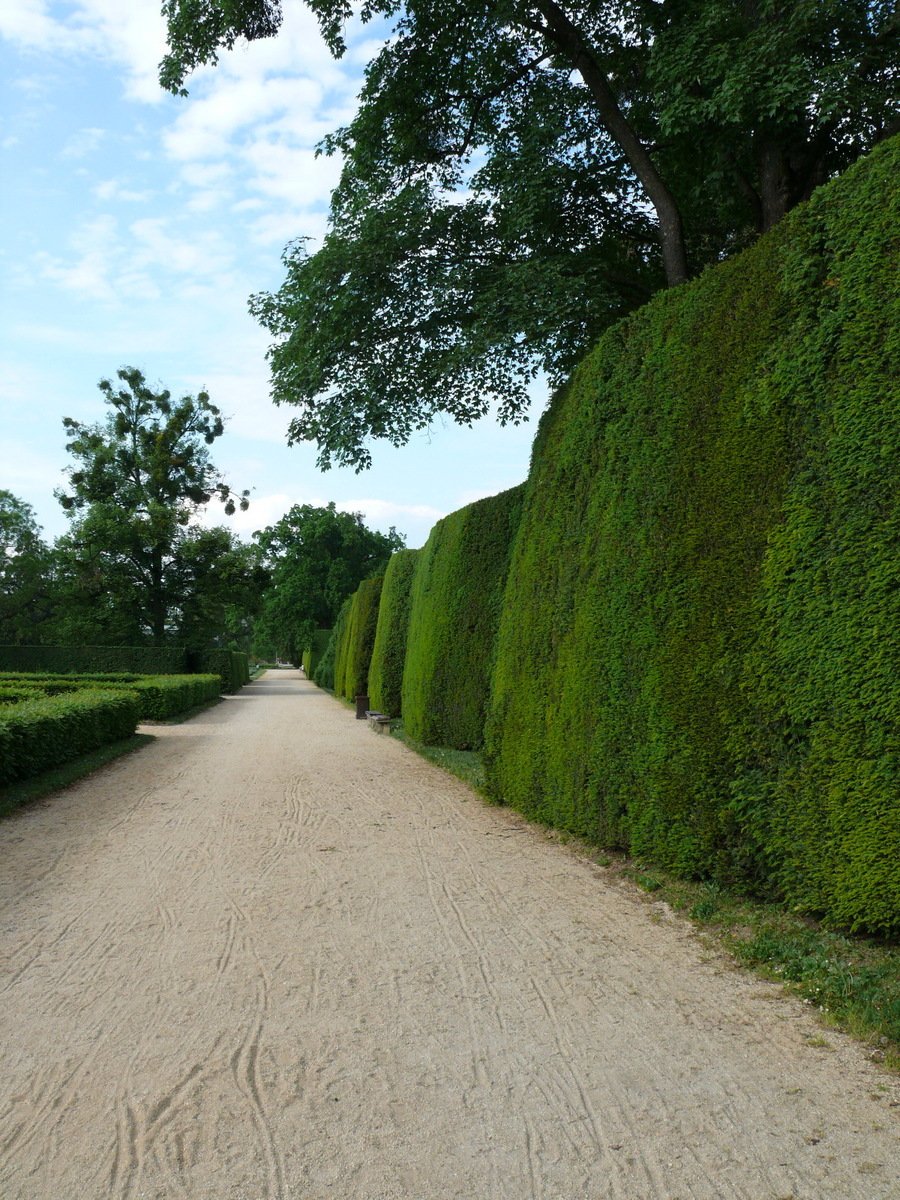 the top half of a large tree is in a garden