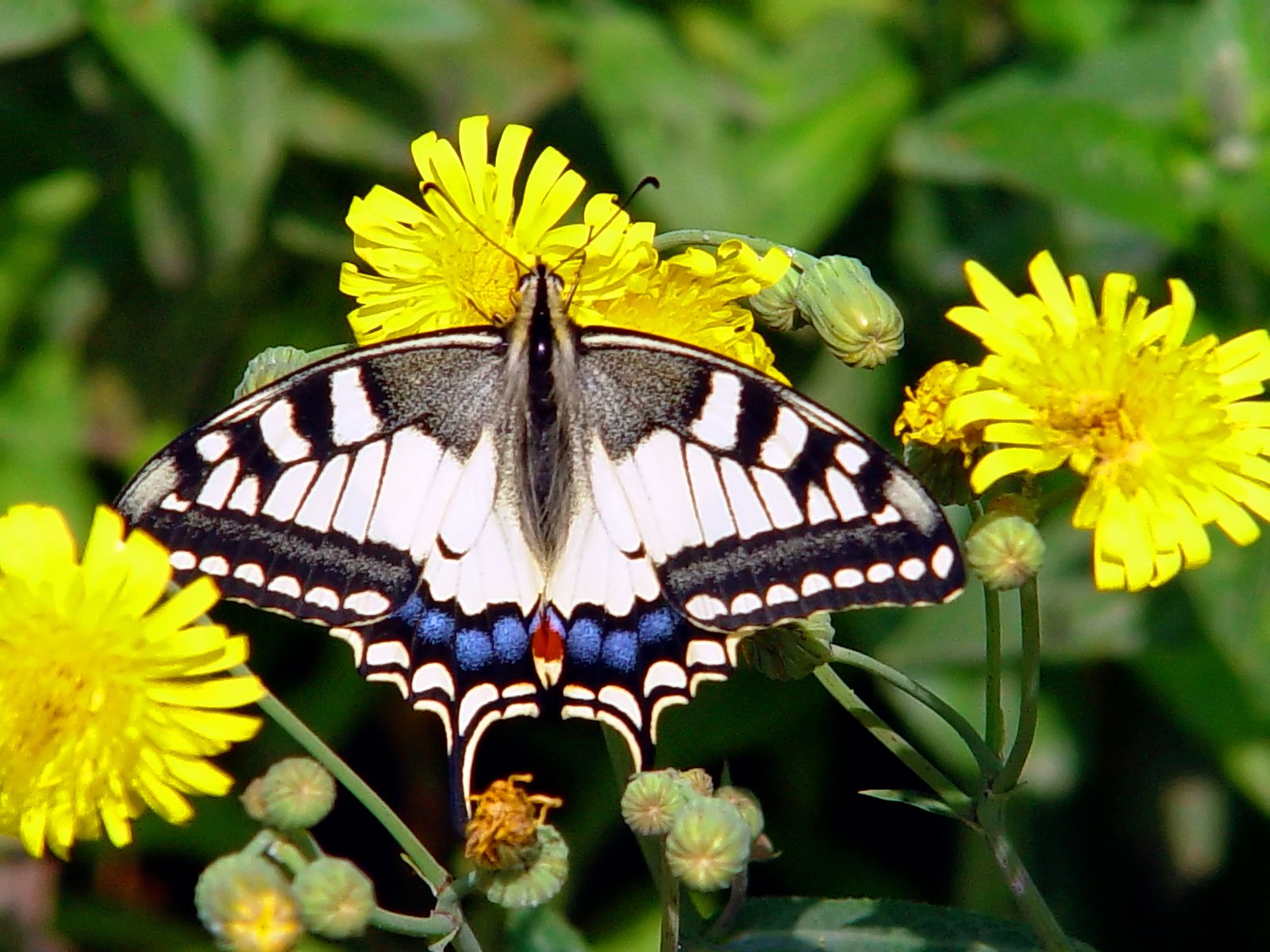 erfly resting on a yellow flower with large wings