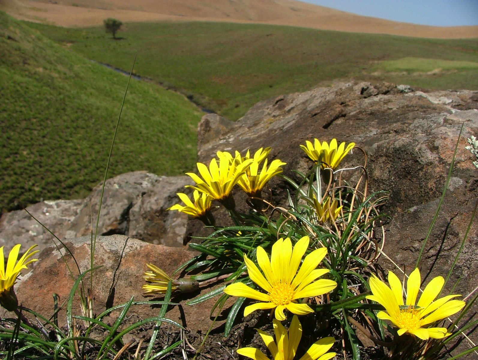 a few yellow flowers growing near some rocks