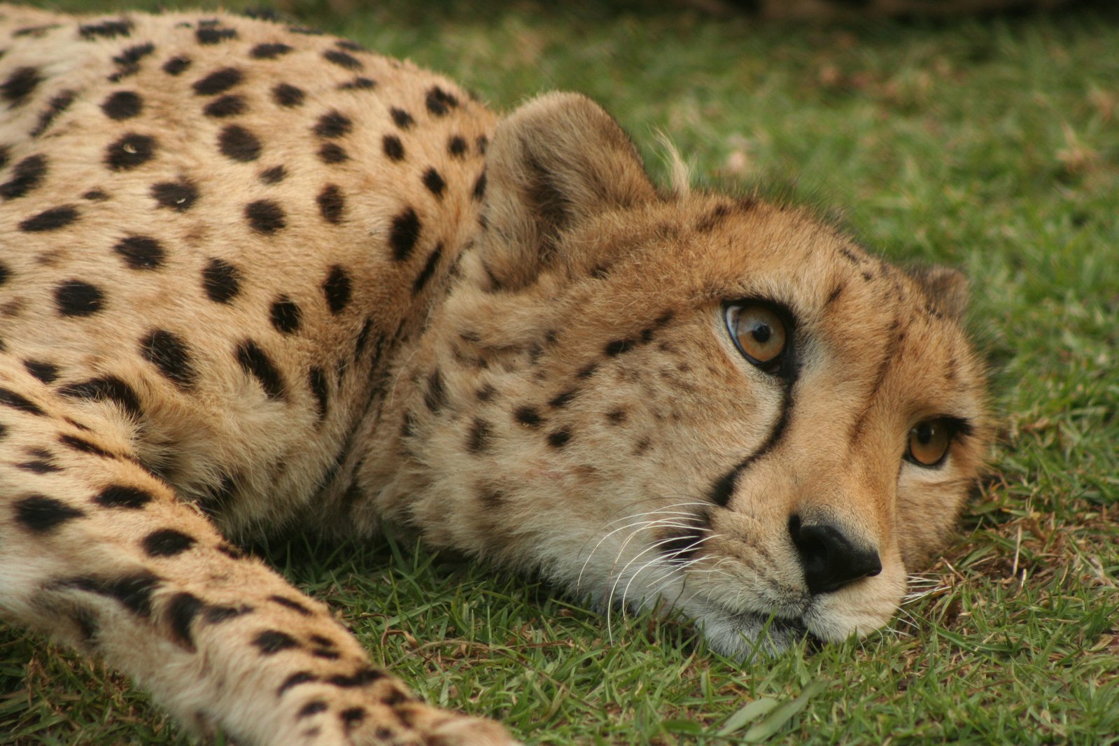 a cheetah laying down in a grassy area