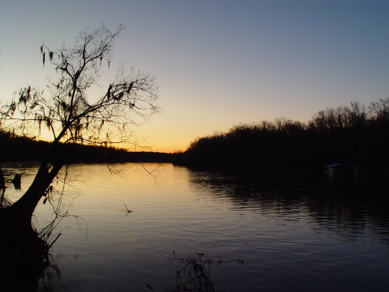 a lone tree on the bank of a river at sunset