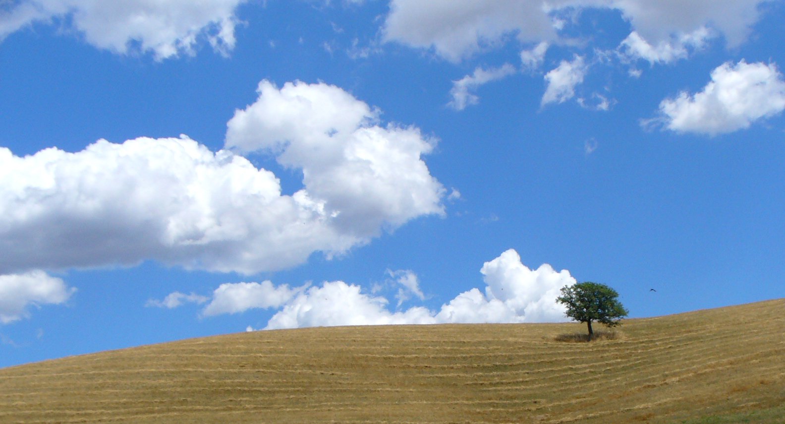 an image of a single tree sitting in the middle of a field