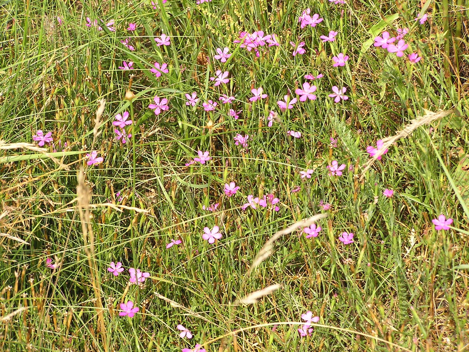 pink flowers growing in the tall grass