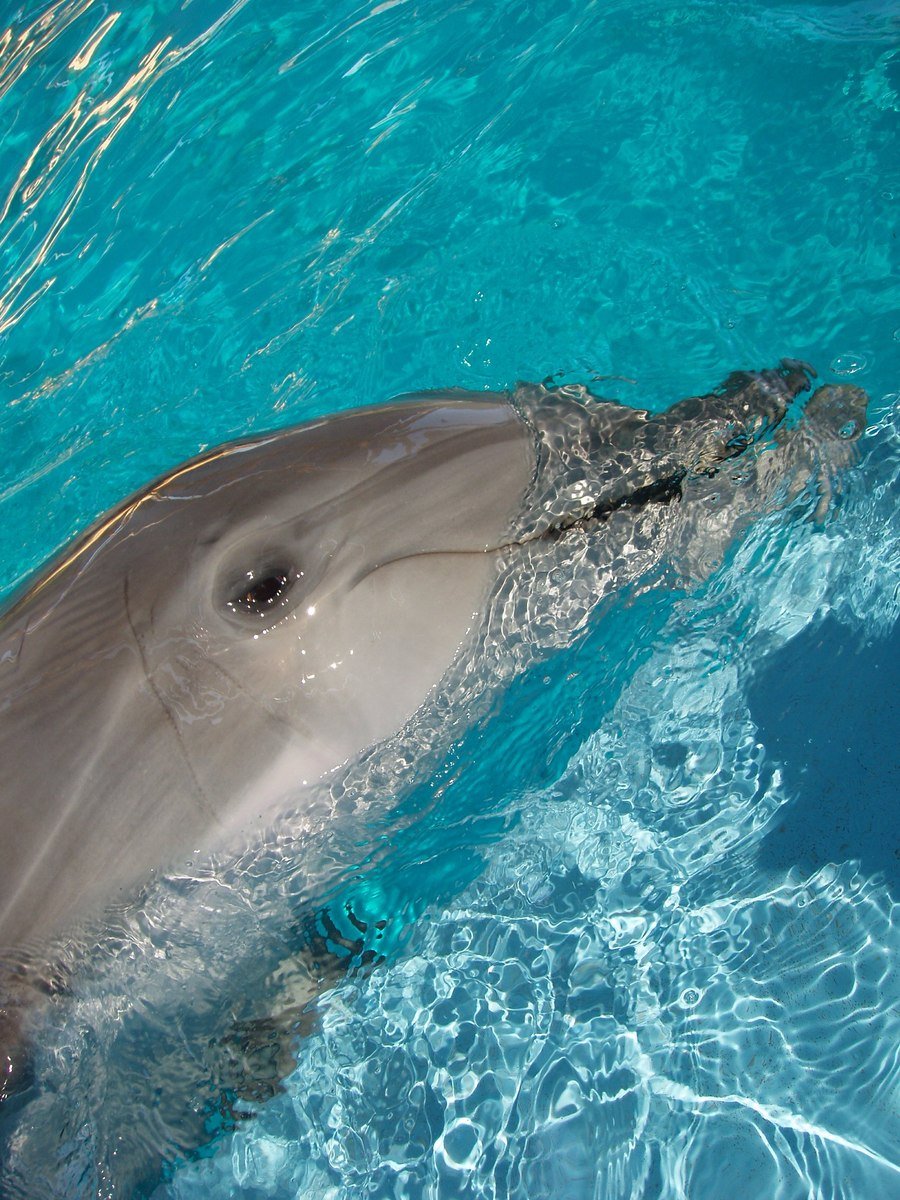 a dolphin swimming in a pool with blue water