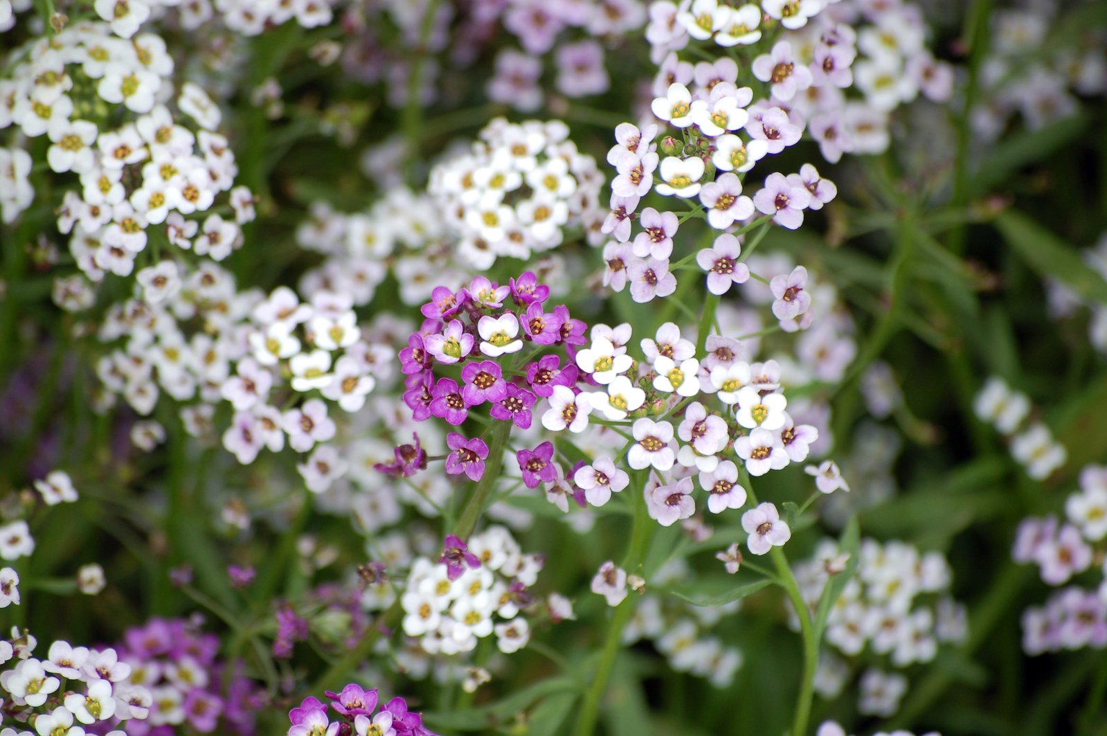 close up of a flower field with many small white and purple flowers