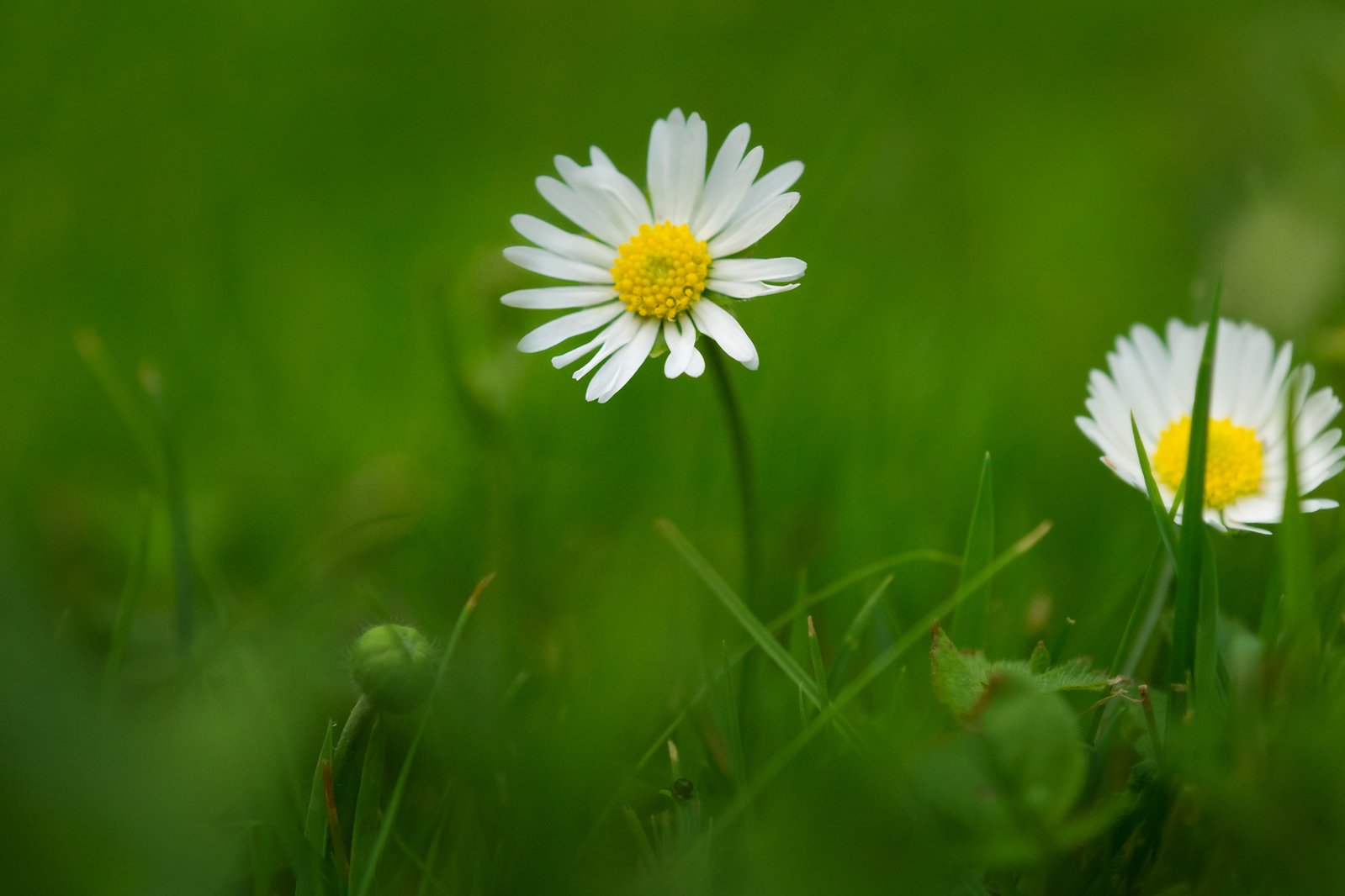 two daisies that are sitting in the grass