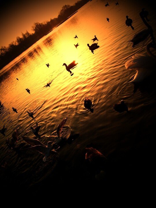 birds swim in the water at sunset