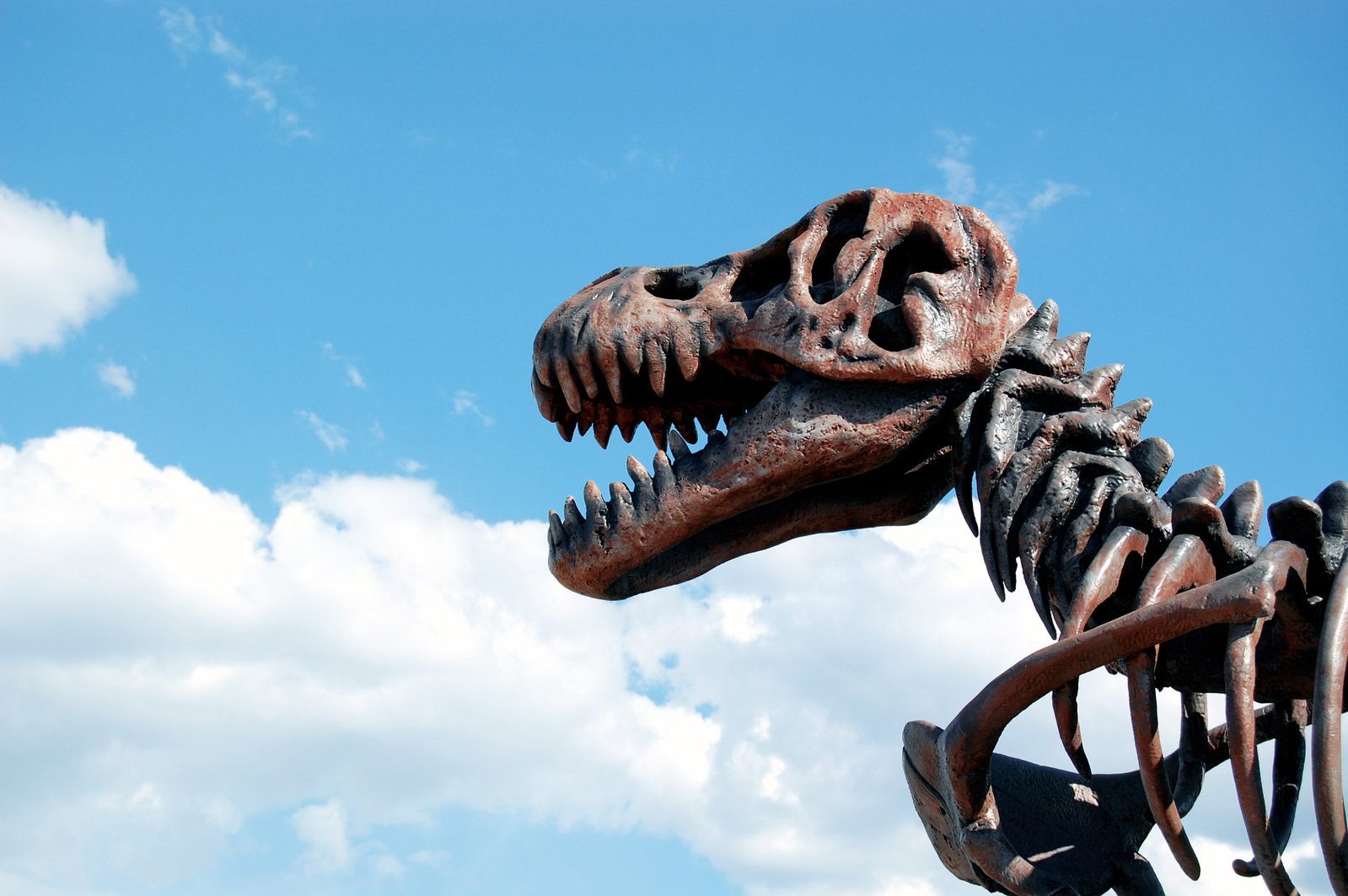 an animal skeleton in the air with blue skies in the background