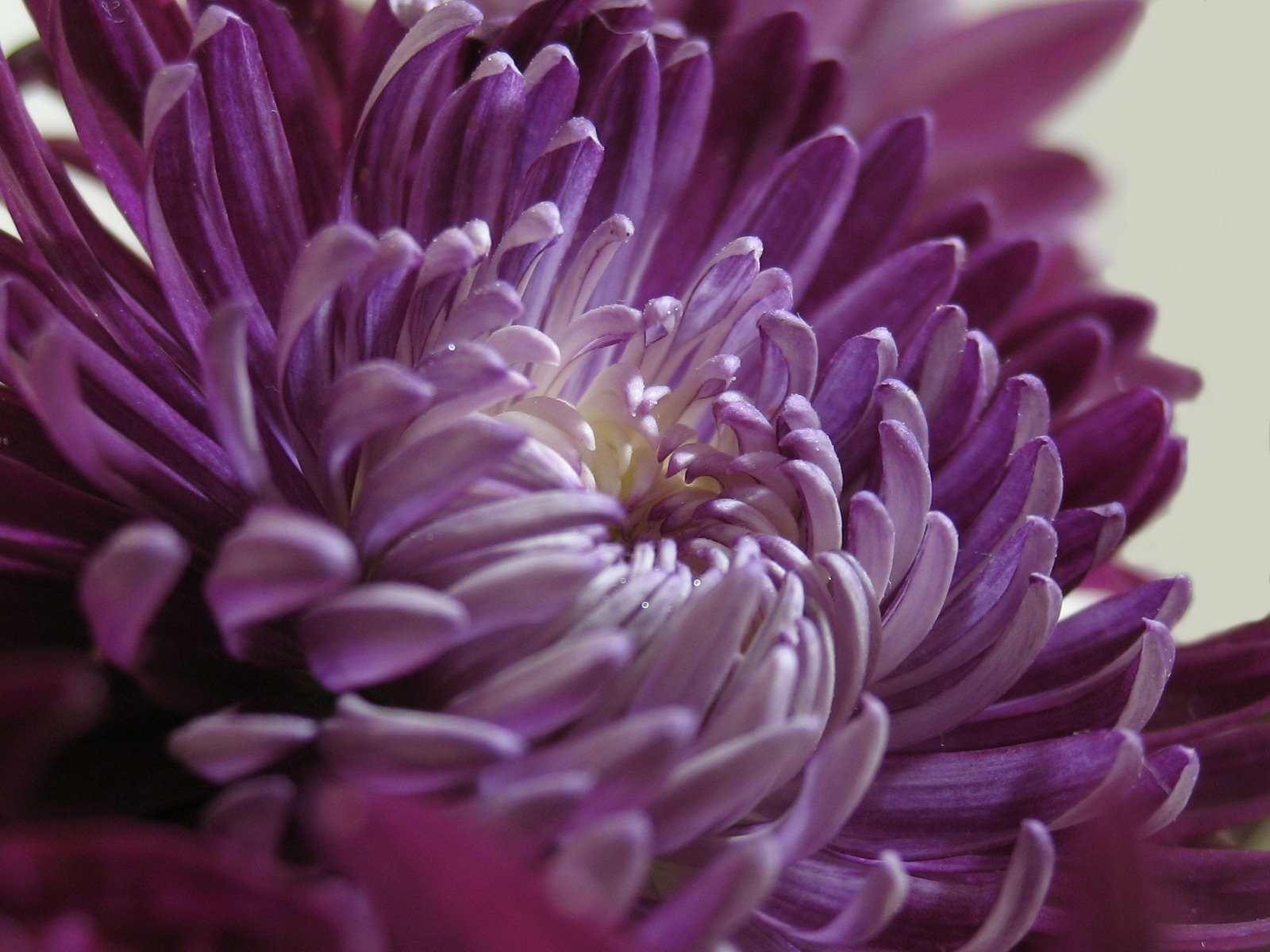 closeup view of the center section of a purple flower