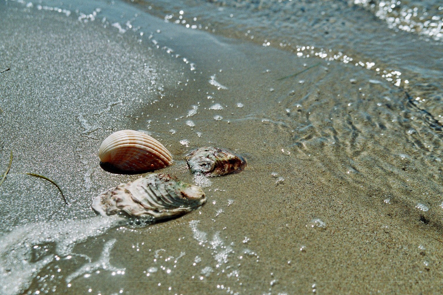 there are two shells on the beach and waves are in the water