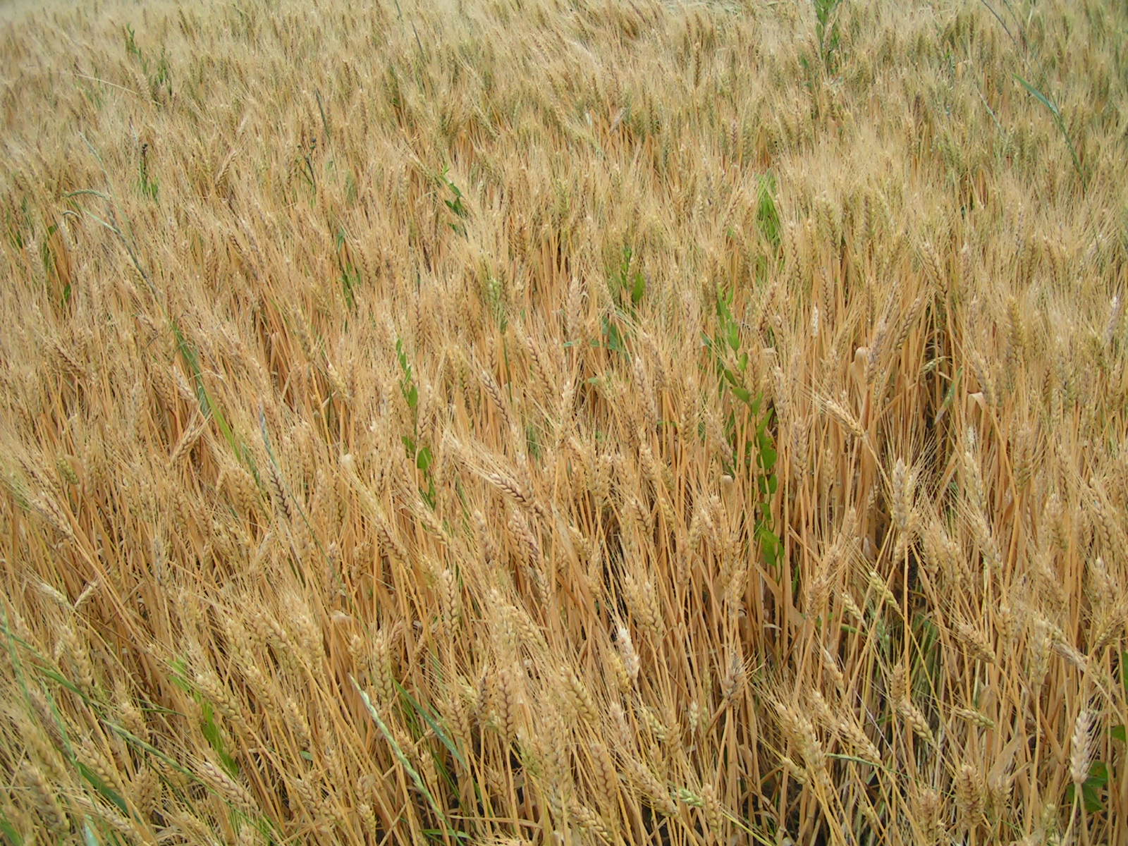 there are several blades of grass close to each other