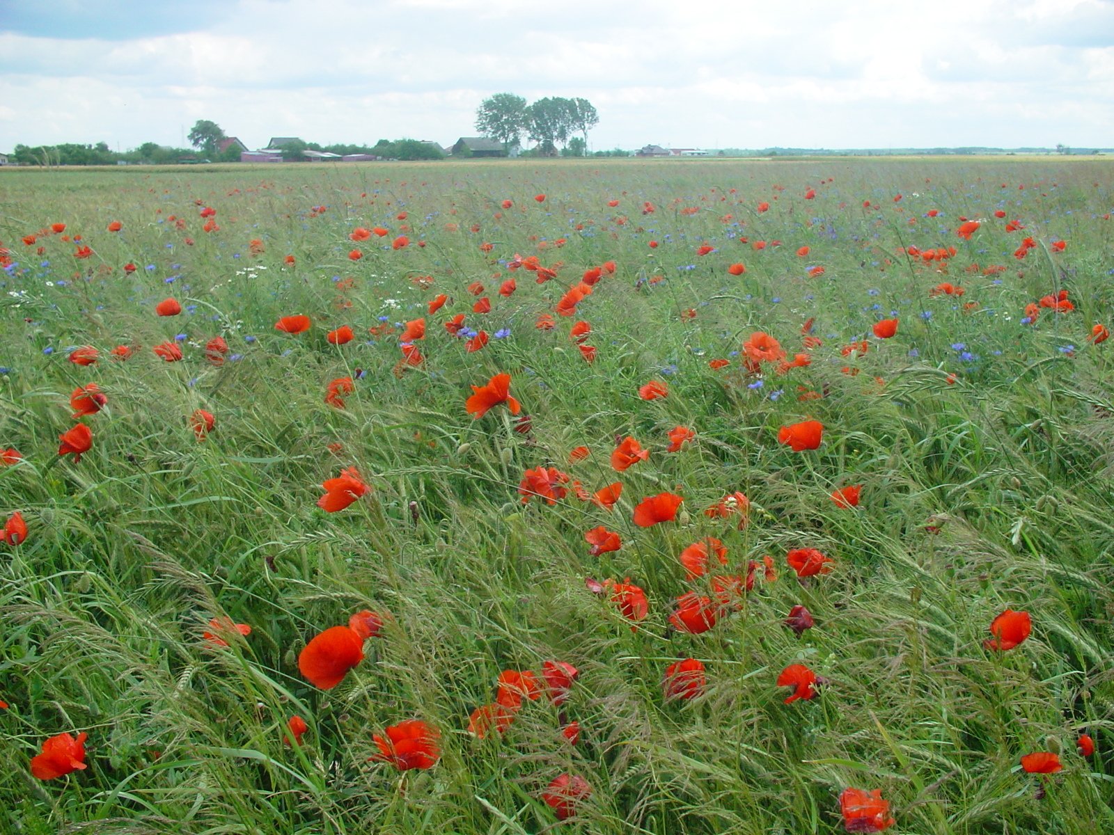 a field that has a bunch of red flowers
