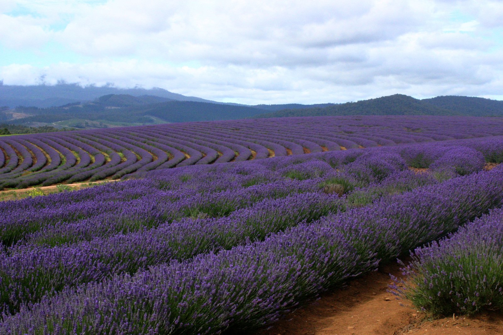 a field with many purple lavender plants