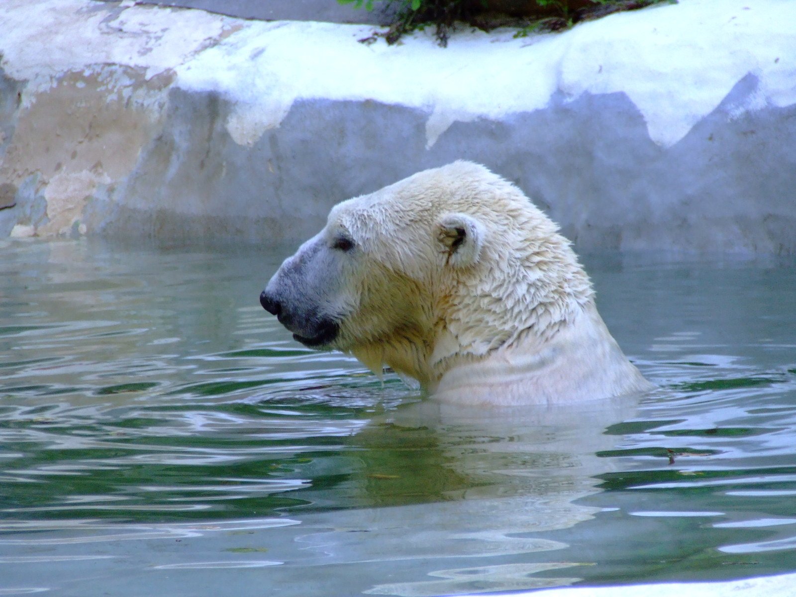 a large white polar bear in a water pool