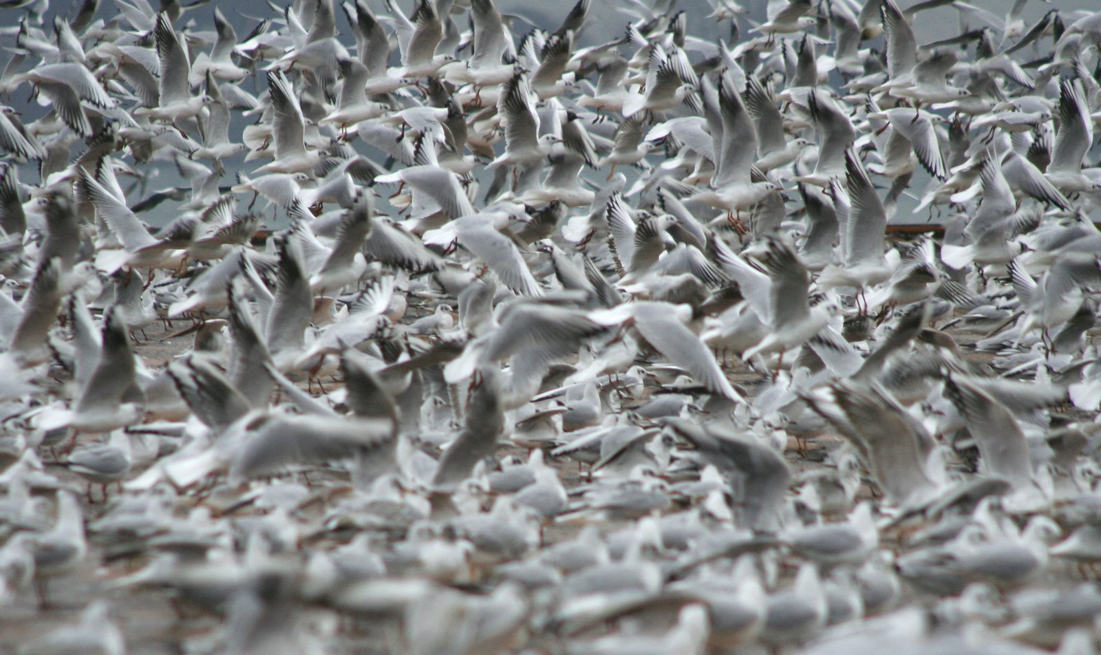 hundreds of seagulls swarming around in flight