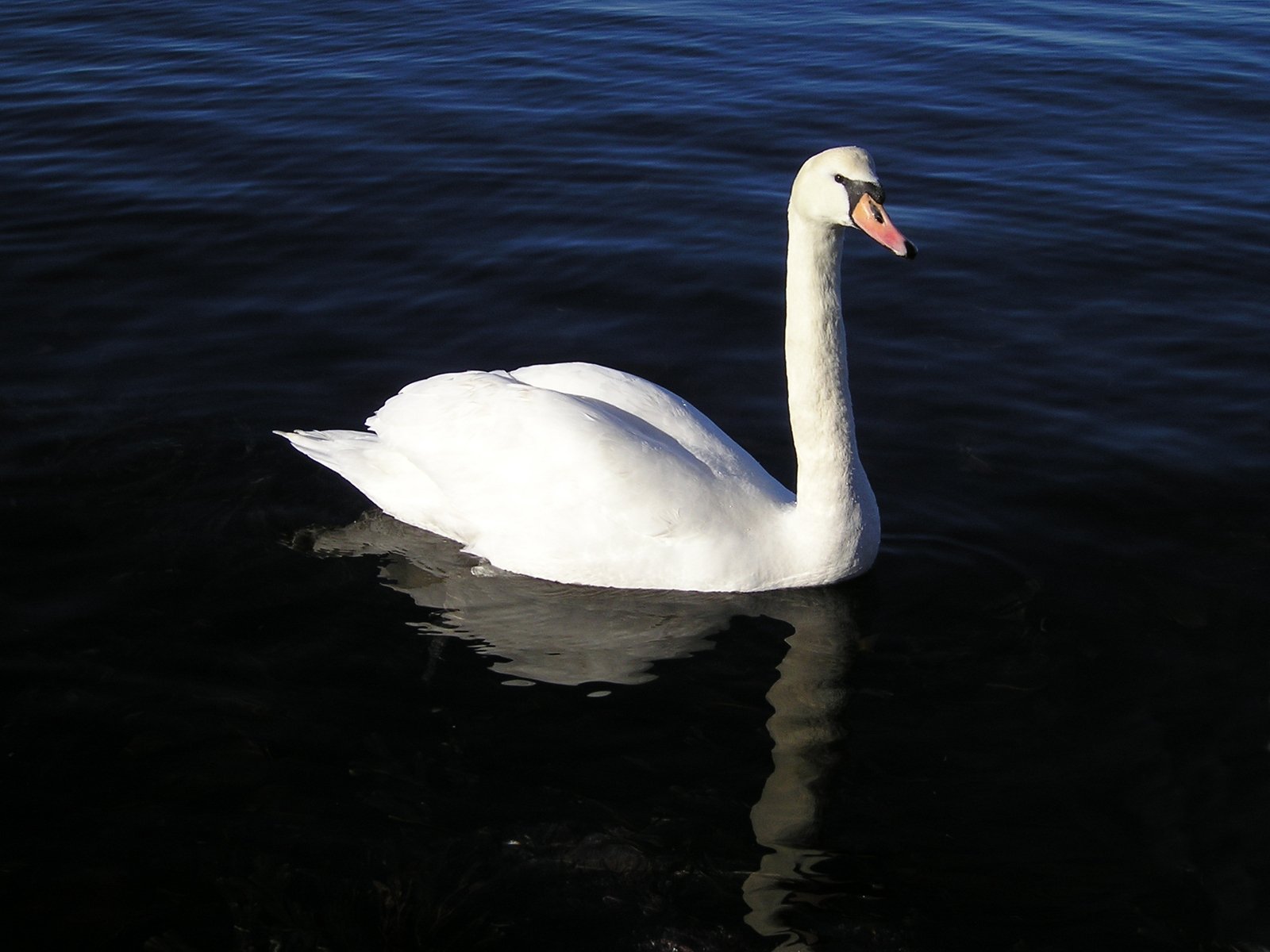 the swan is swimming across the water by itself