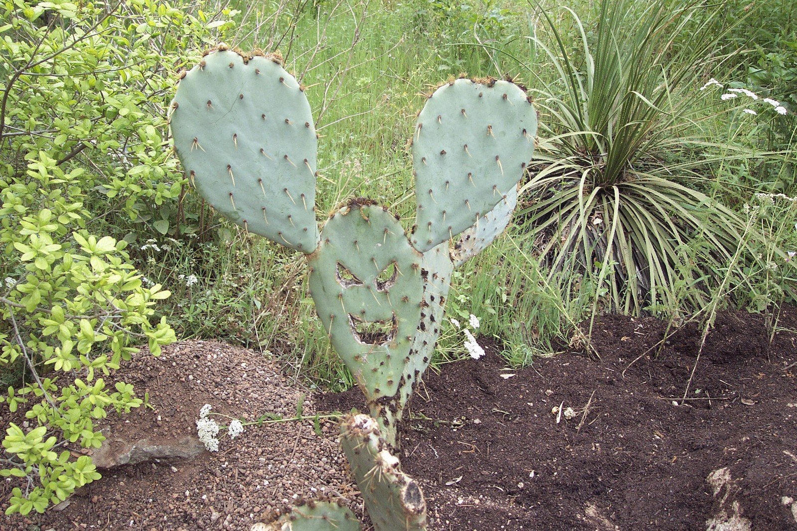 a cactus has several leaves that are still on the ground