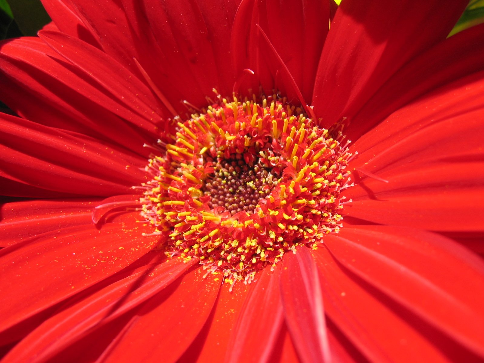 the bright red flower has a bug in it's center