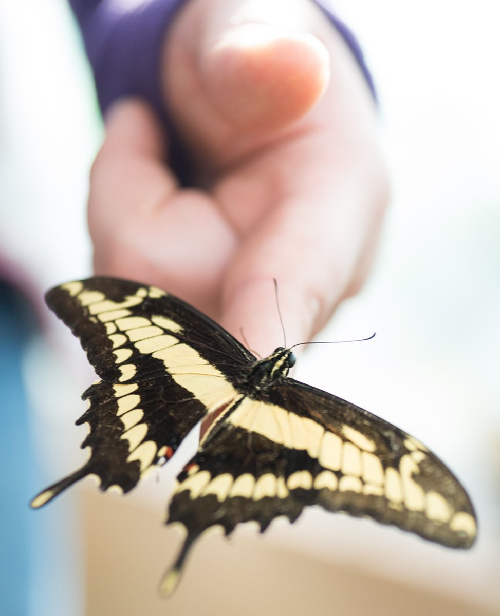 a large erfly in the palm of someone's hand