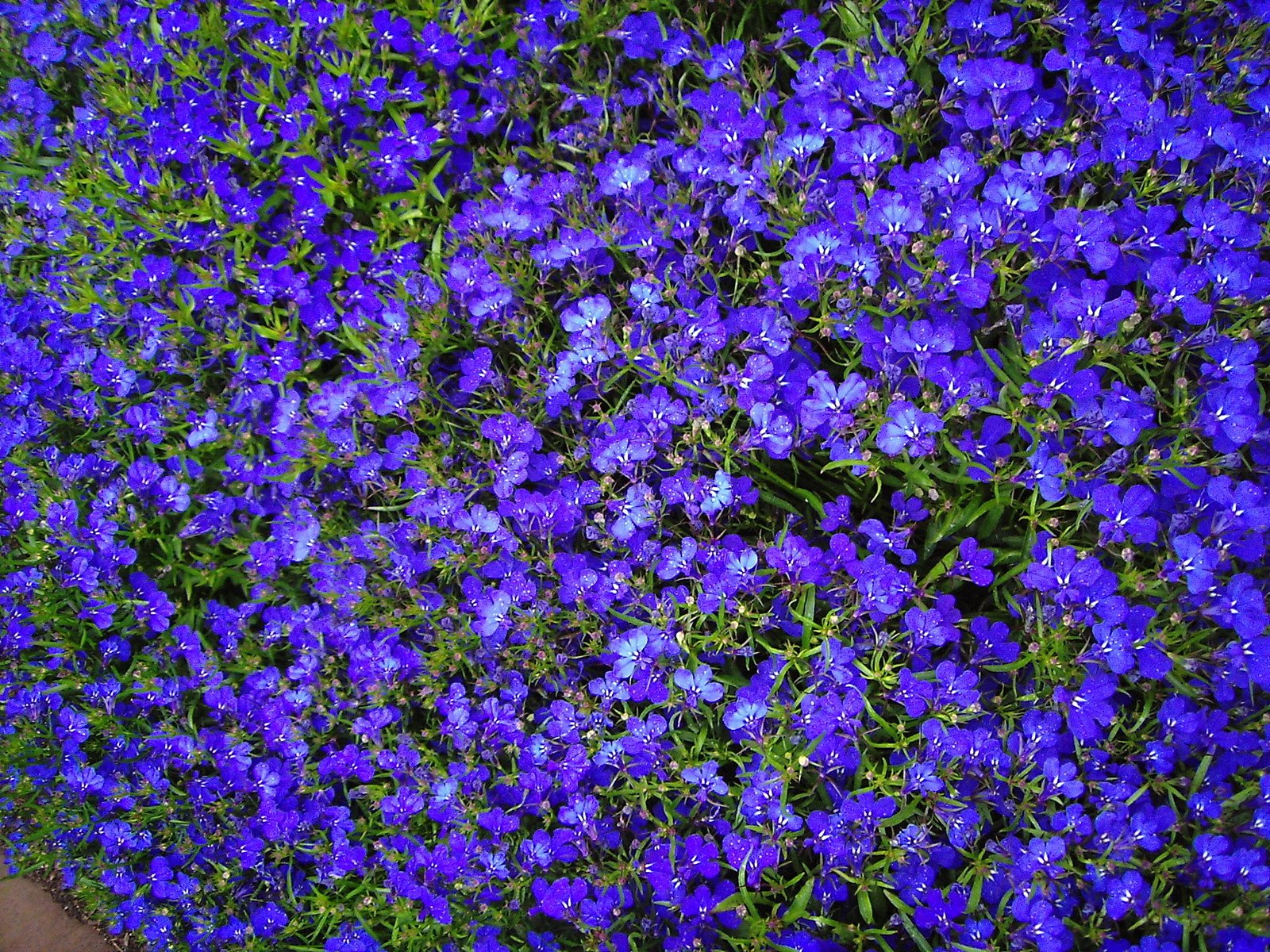 the blue flowers are in bloom outside of the wall