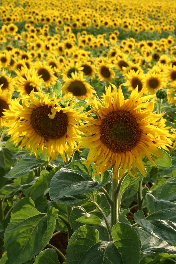 a field with lots of yellow flowers on a sunny day