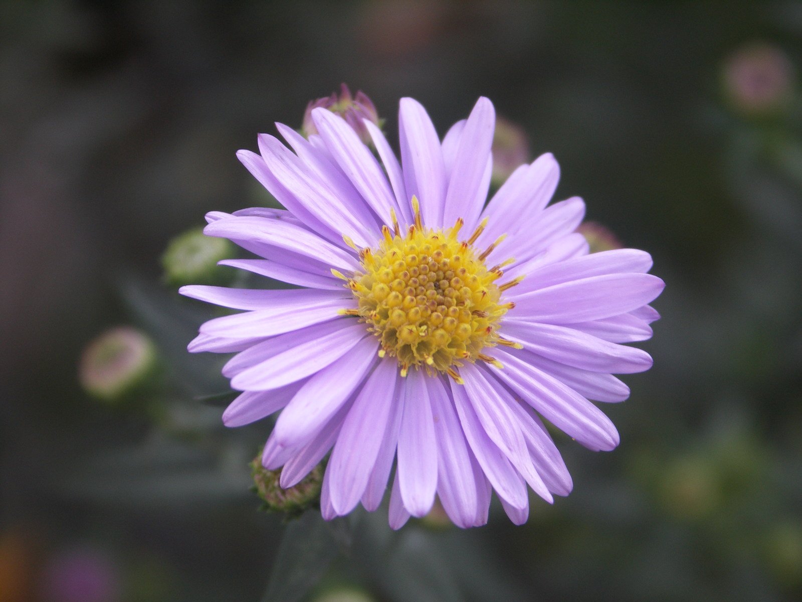 a close up of a purple flower with lots of green leaves