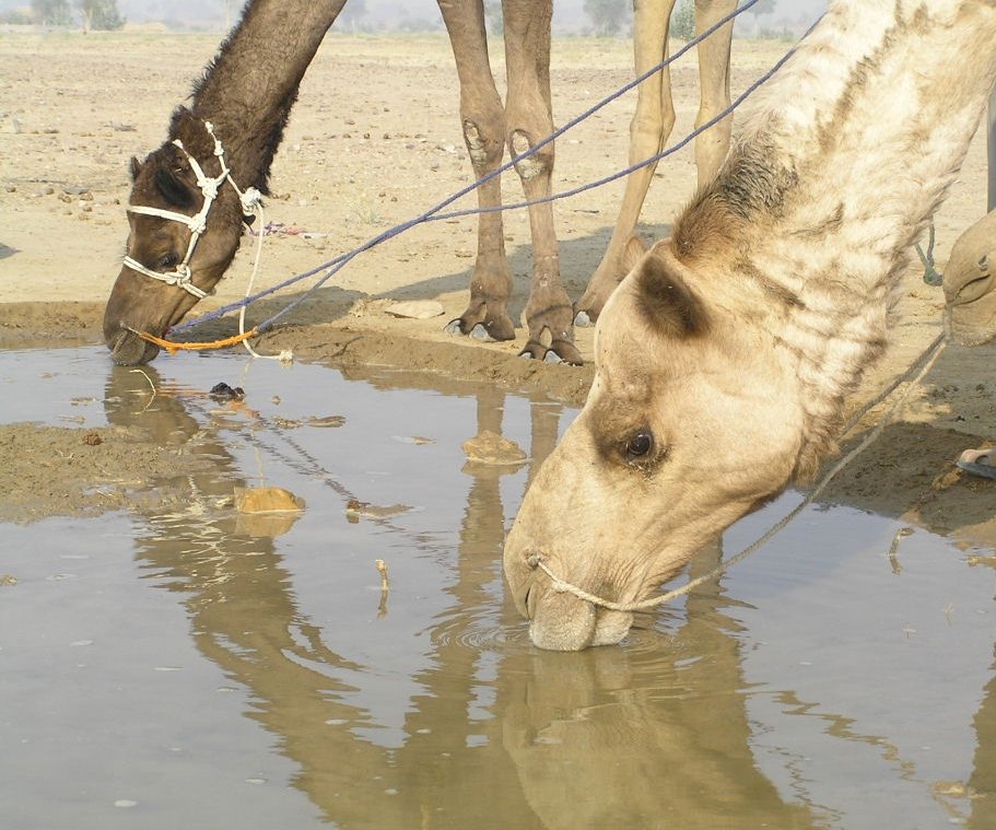 a horse with his head in the water