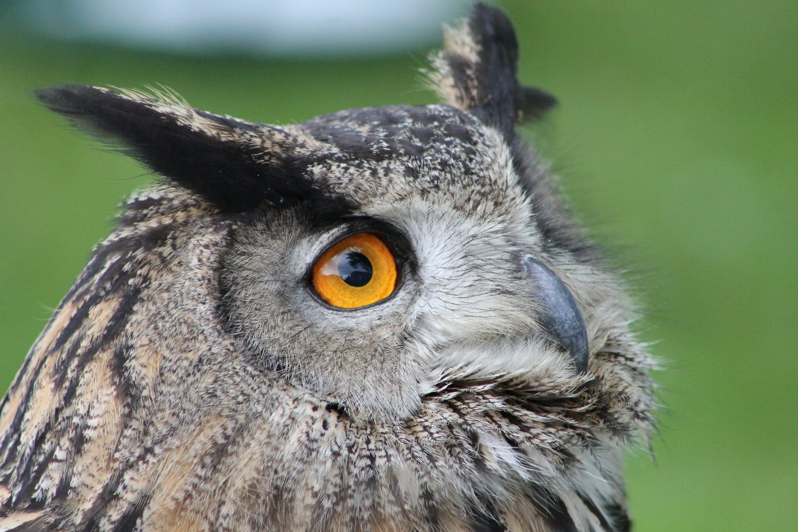 a owl with an orange eye looking into the distance
