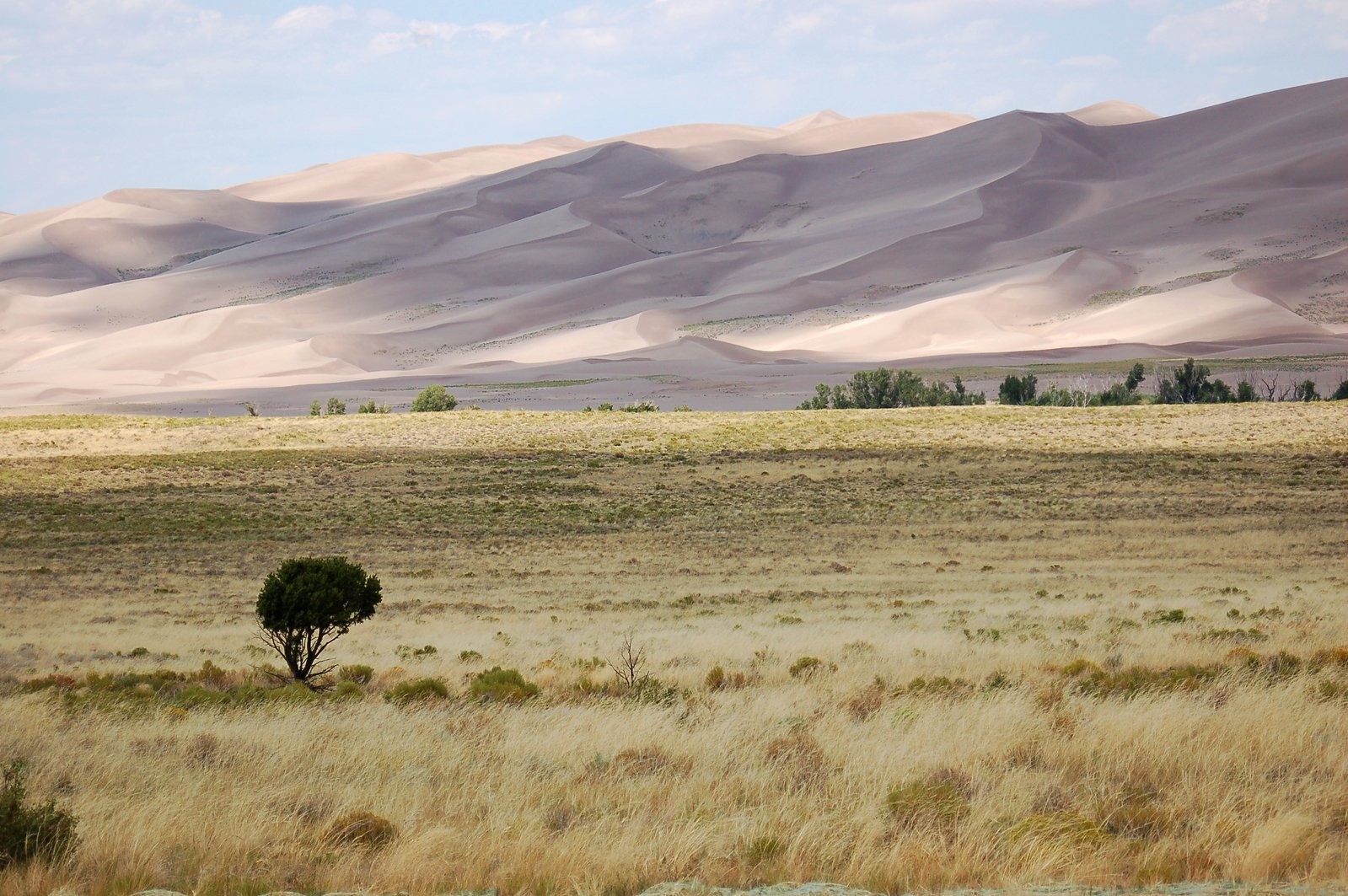 an expansive desert plain with trees and sand dunes