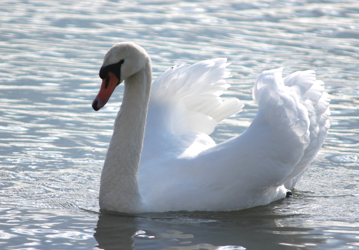 a swan floating in the water with it's wings out