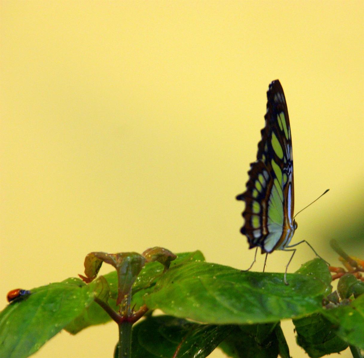 a large erfly on some leaves