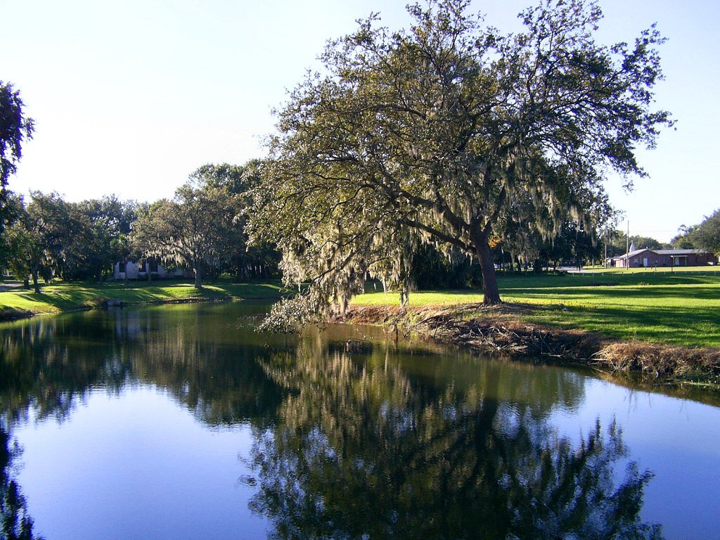 a water hole with a bunch of trees in it