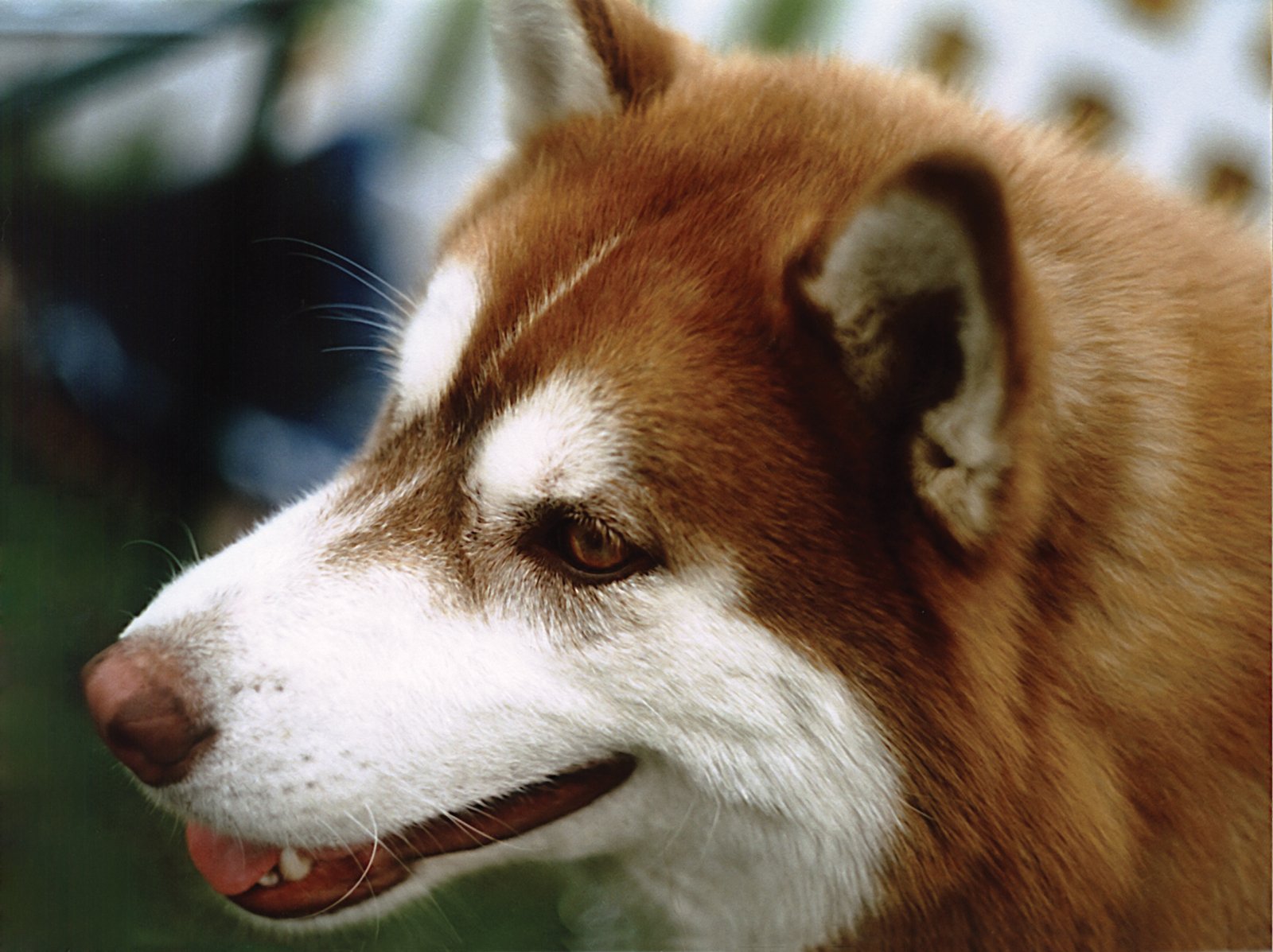 a closeup of an adorable husky dog's face