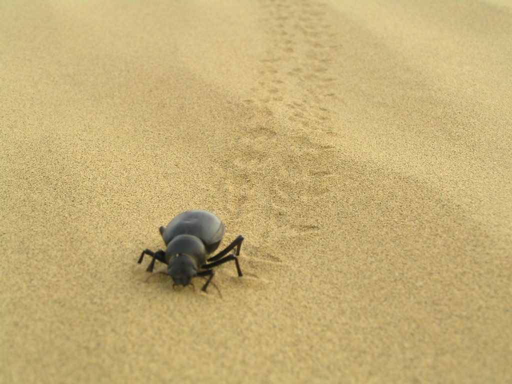 a bug crawling down a sandy beach next to footprints