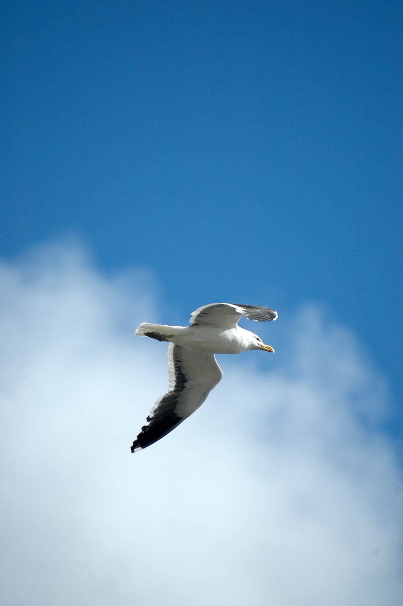 a seagull flying through the air and cloudy sky