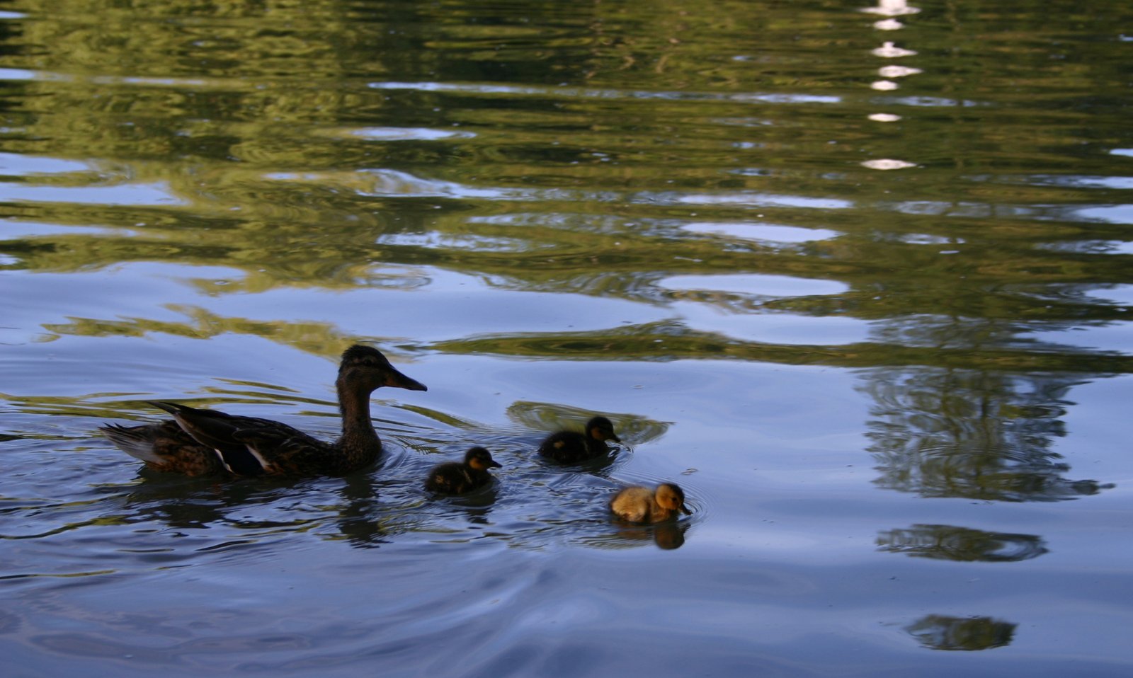 three ducks swimming on top of a lake
