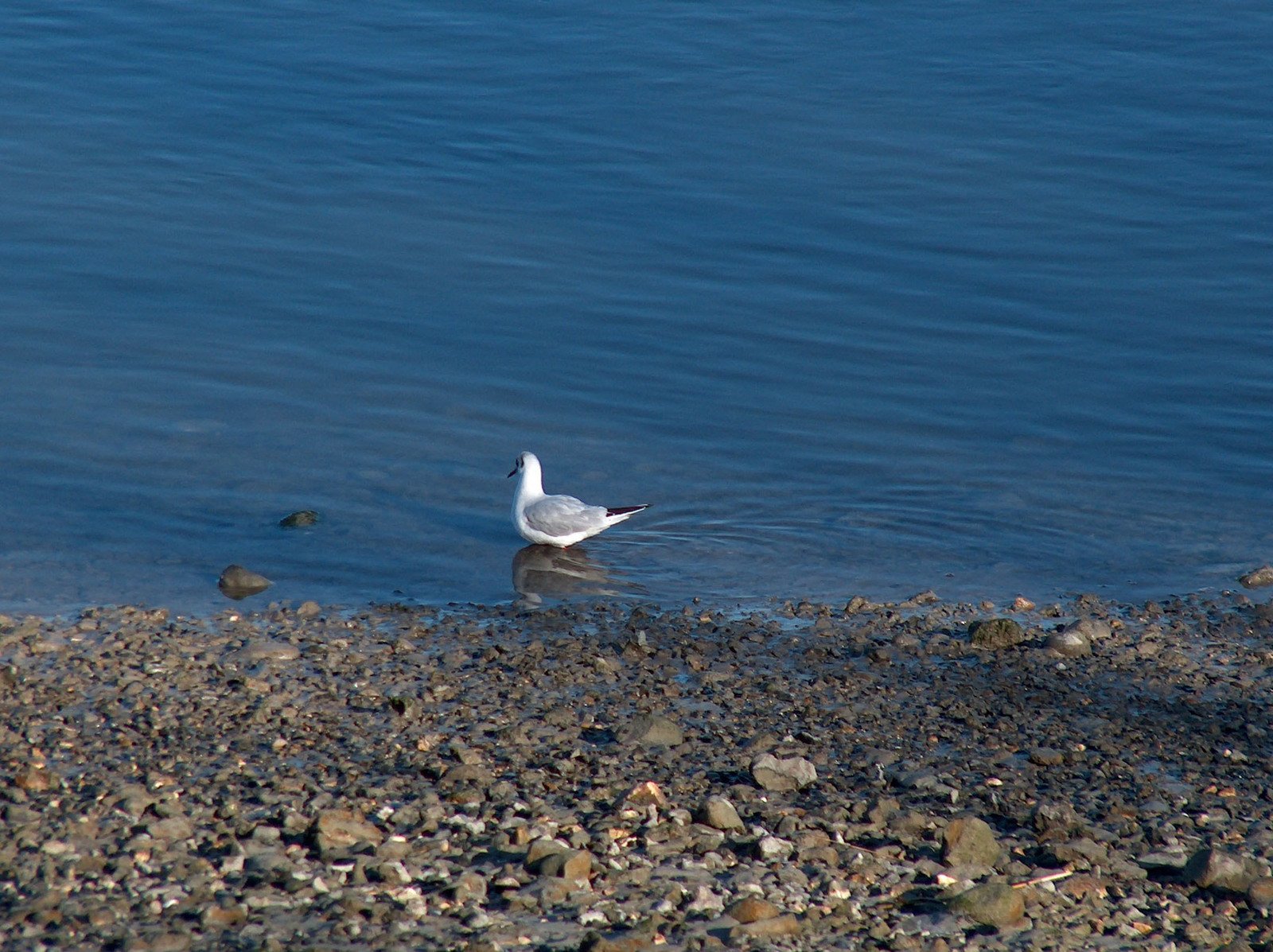 a small bird that is standing in the water