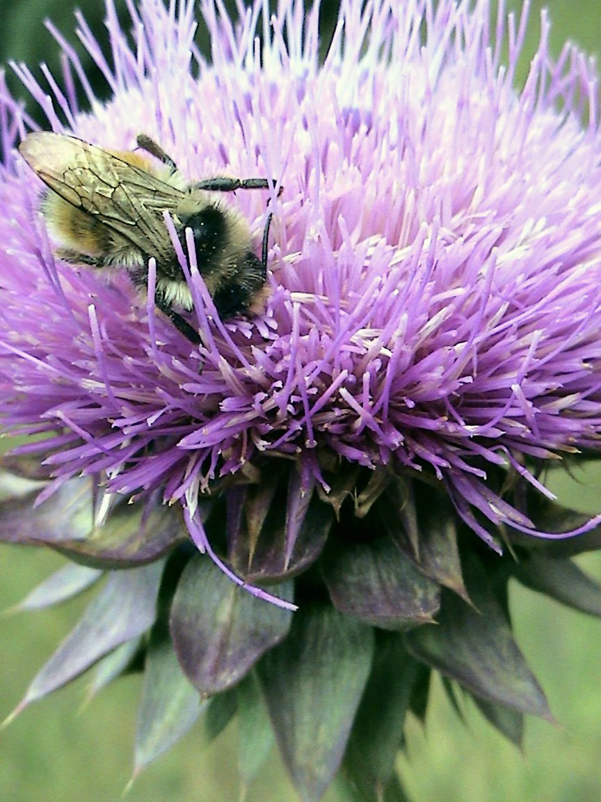 a bee sitting on the top of a flower