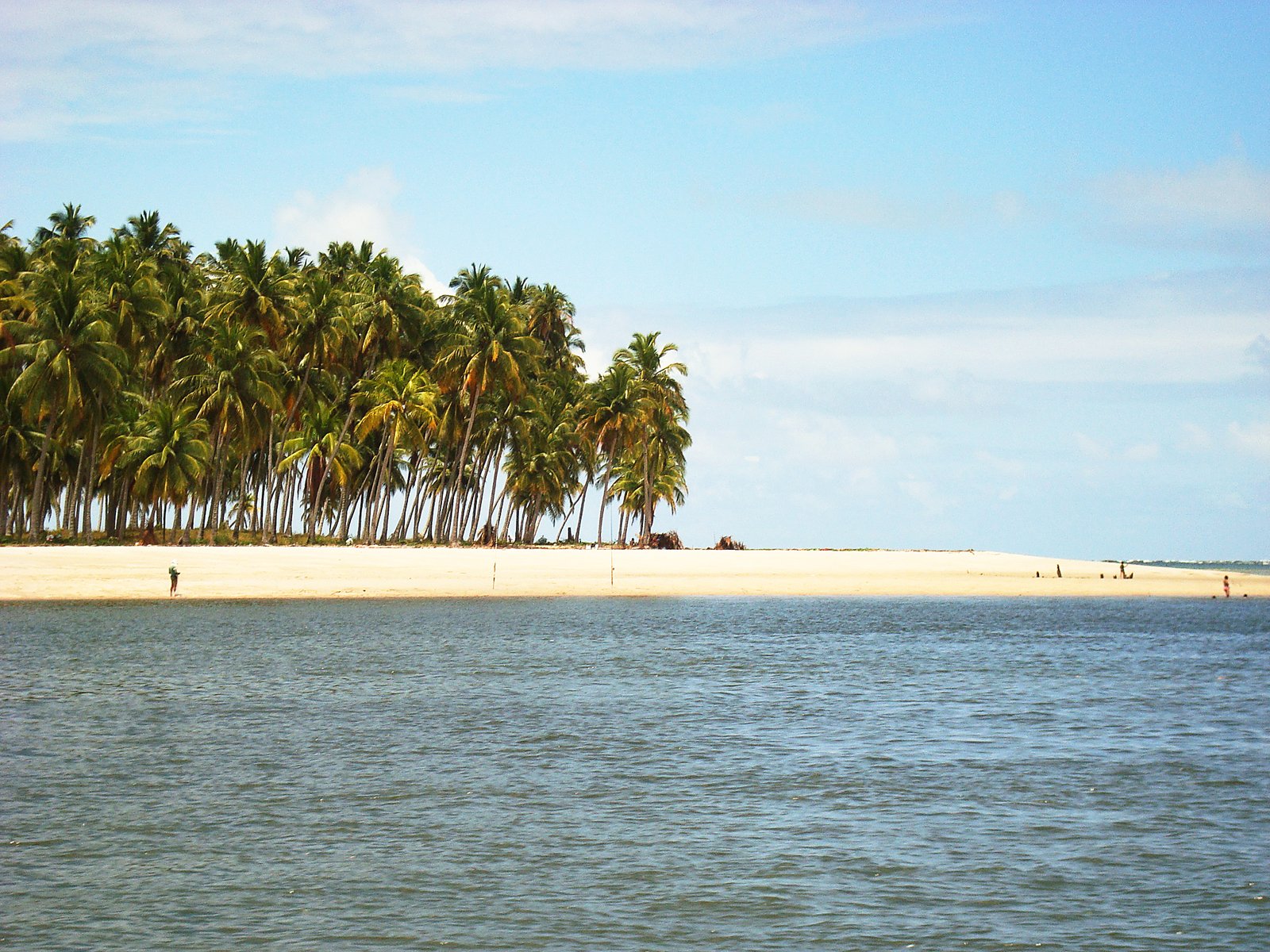 several palm trees line the beach near a large island