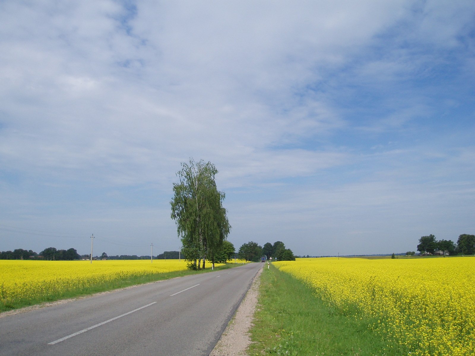 a road winds through a canola field and an area with a single tree