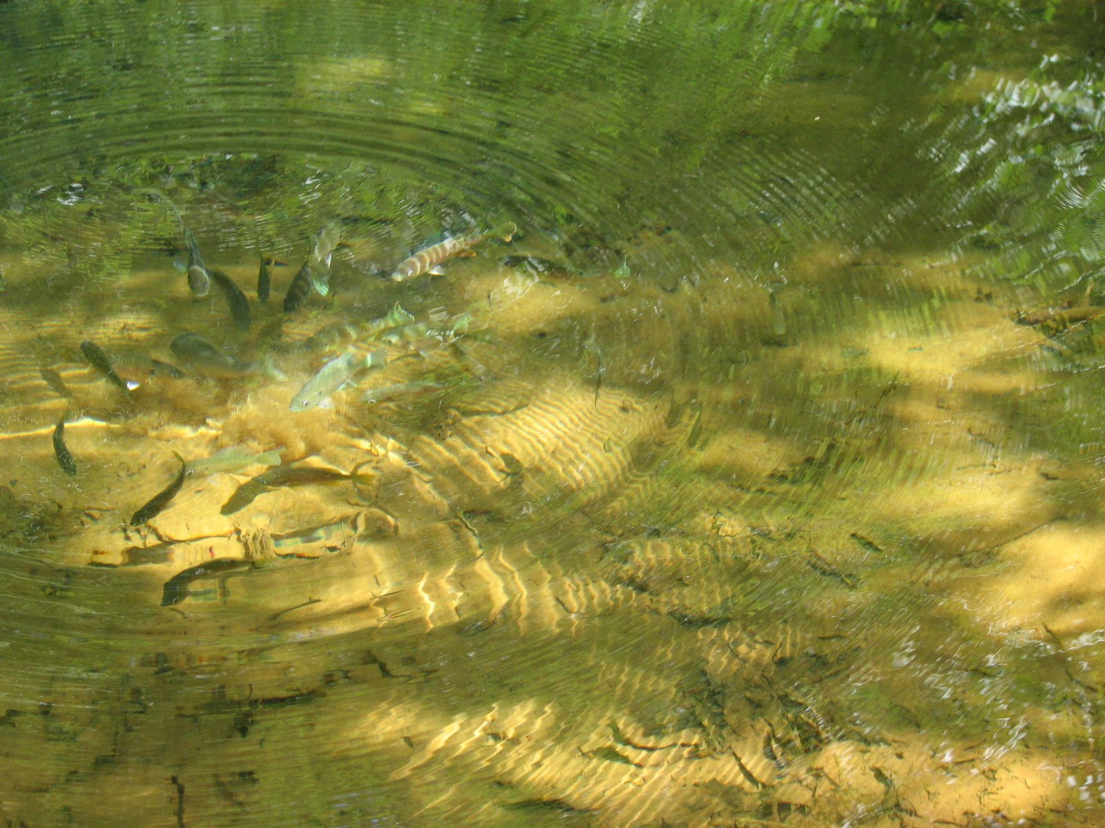 close up view of a pond's water surface
