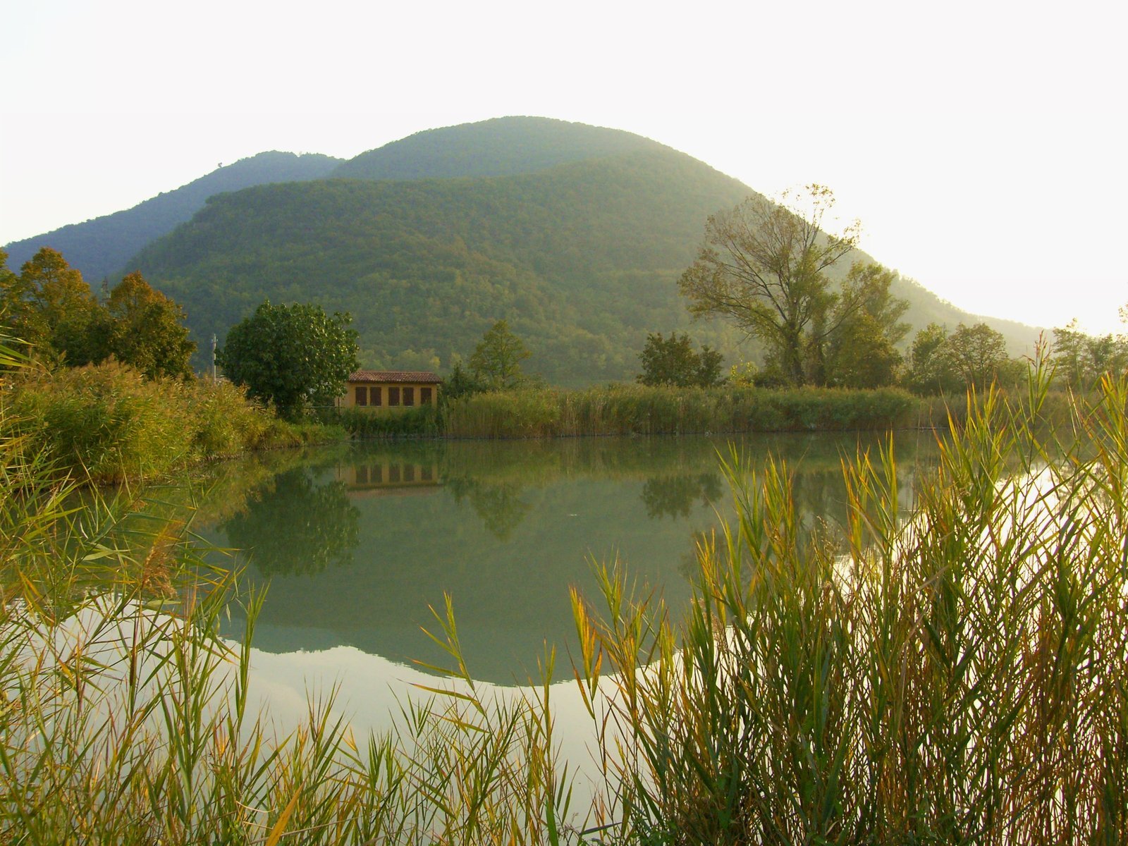 a river with some grass plants and mountains behind it