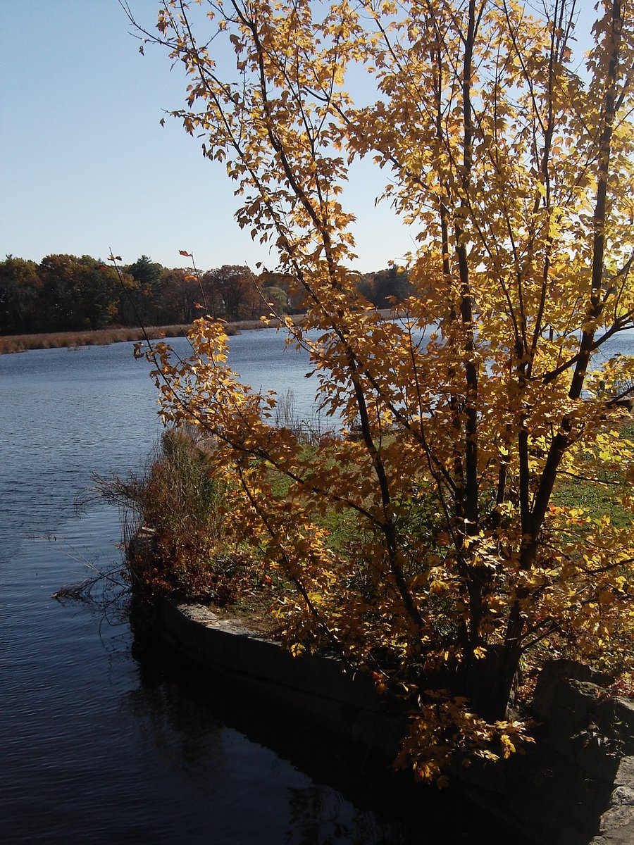 a tree standing next to a body of water in the day