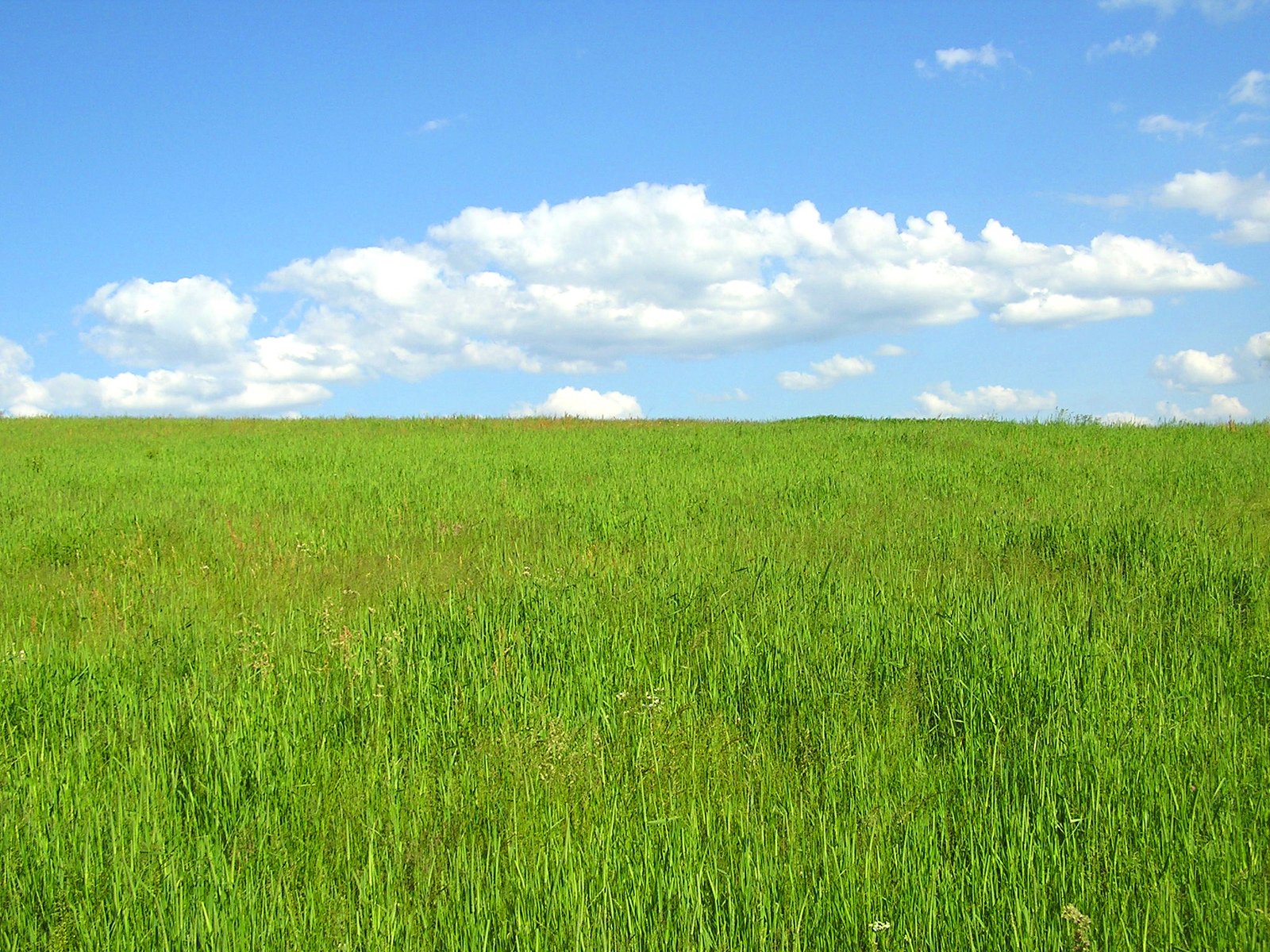the field is filled with many different types of grass
