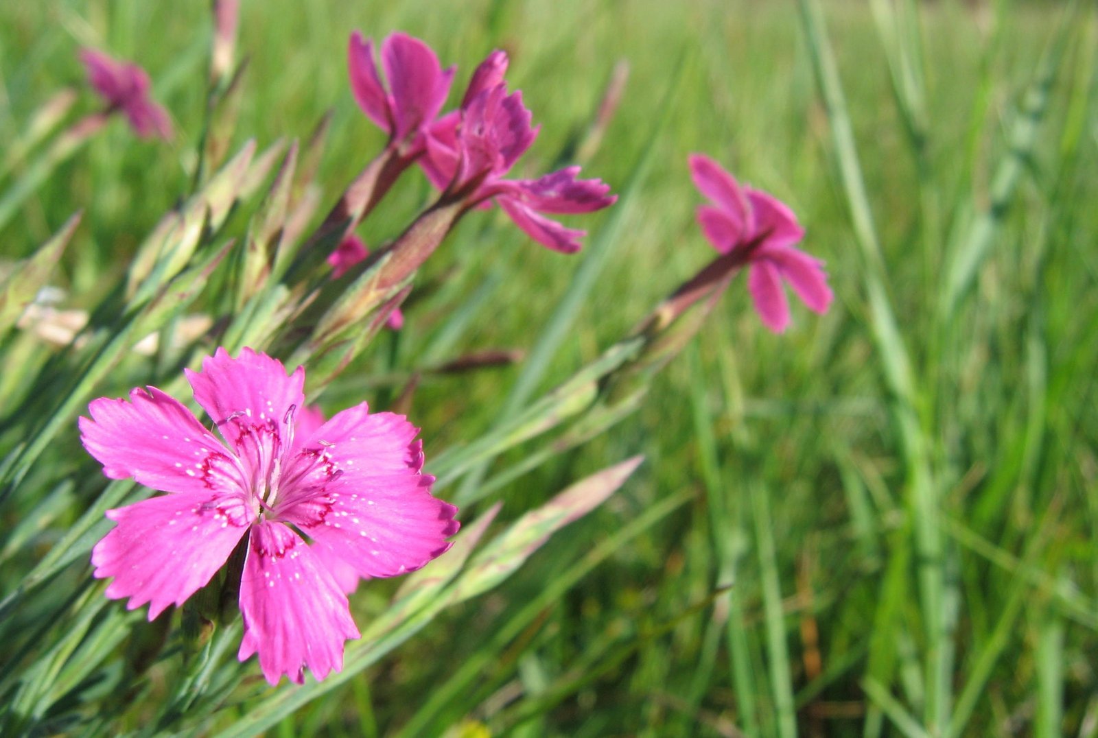 some pink flowers are in a grassy field