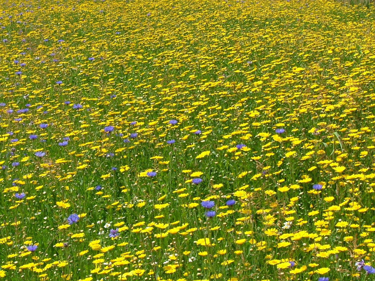 a field filled with yellow and purple flowers